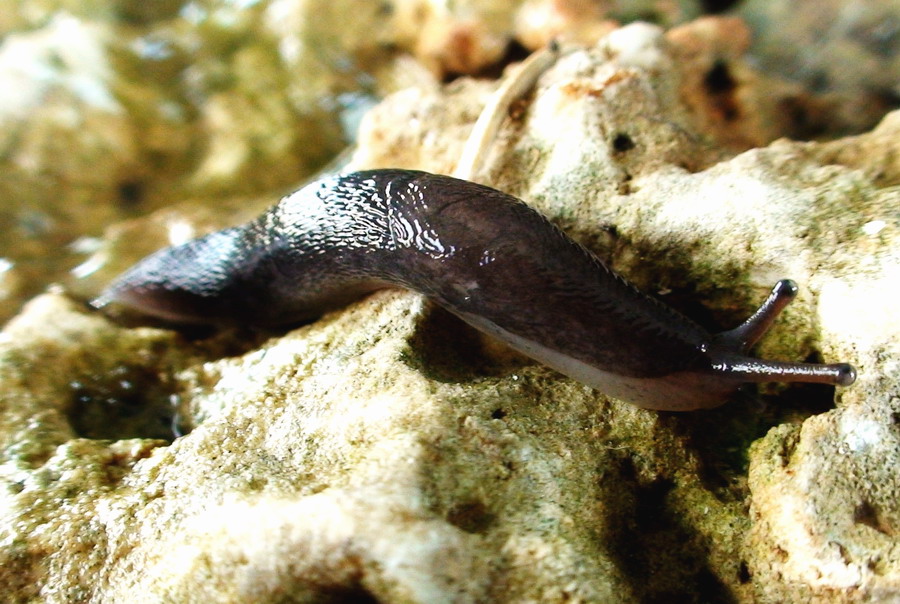 Un Limax nero dei Monti della Laga (AP)